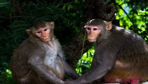 Rhesus Macaque Facts, Diet, Lifespan and Care of Baby Monkey