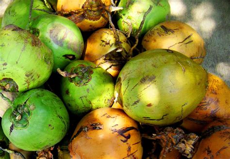 Download free photo of Buah,kelapa,hijau,indonesia,fruits - from ...