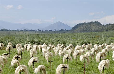 Sisal Fibre | Sisal Fibre Production | Uses and Applications of Sisal ...