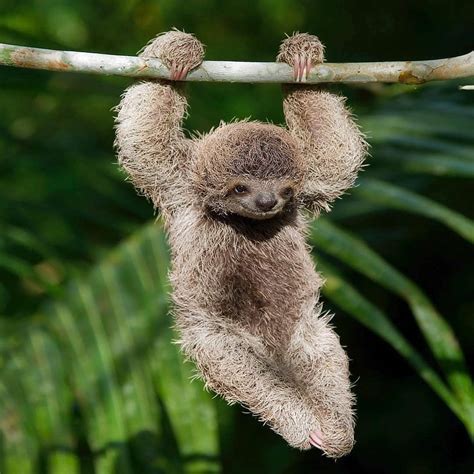 🔥 This Sloth hanging from a branch 🔥 : r/NatureIsFuckingLit