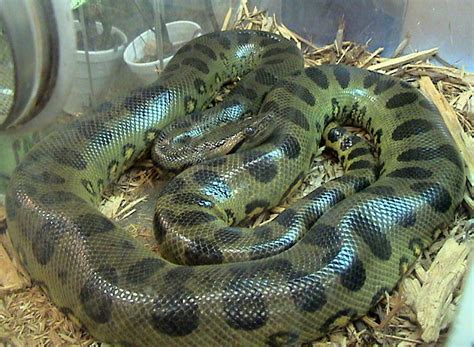 Green Anaconda (Eunectes murinus) - Species Profile