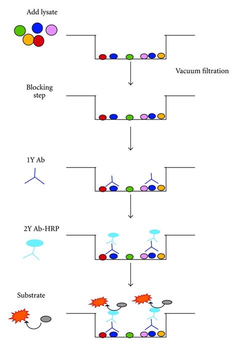 The dot blot protocol. Depicted in the diagram is the assay for one ...