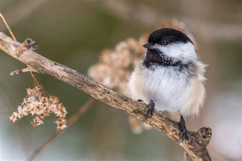 Black-capped chickadee » HF&G