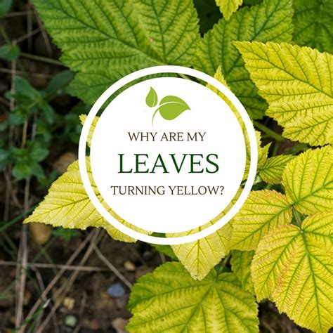 Why are my leaves turning yellow?