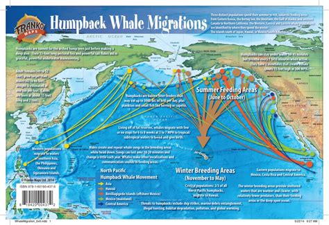 Buy Franko Maps Pacific Humpback Whale Migration Card | Divers Supply ...