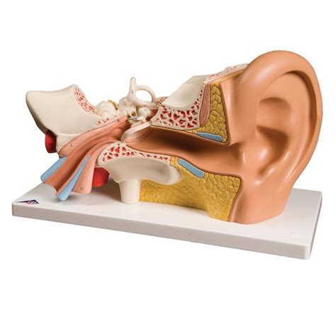 Ear Model 4 parts | Physiosupplies.eu