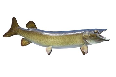 Muskellunge | The Canadian Encyclopedia