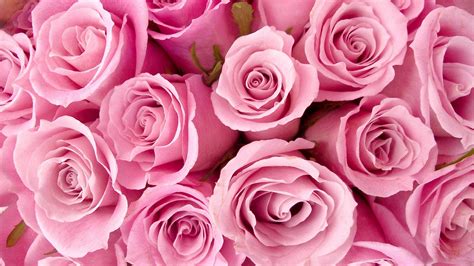 Roses Desktop Wallpapers - Top Free Roses Desktop Backgrounds ...