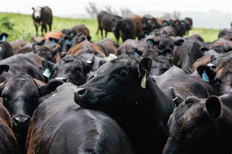 The secret to California chefs’ best-tasting steaks? Old cows