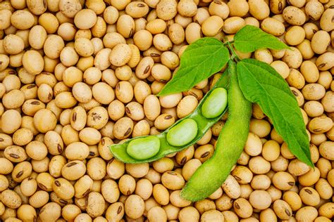 5 Interesting Things About Soy | Discover Magazine