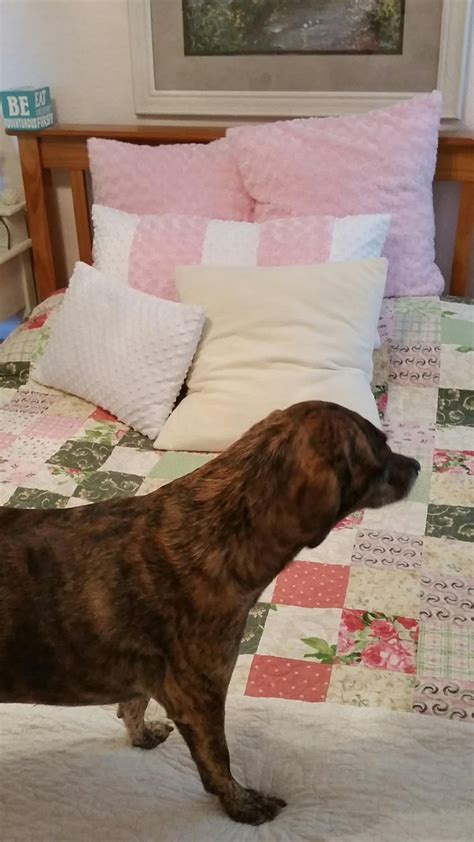 Millie's Quilting: Red quilt and orange and yellow pillows