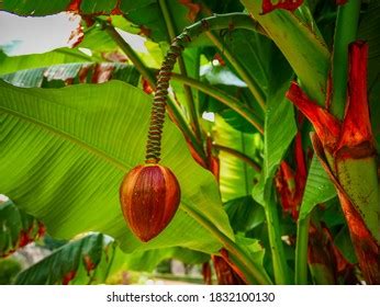 Musa Basjoo Flower Known Japanese Banana Stock Photo 1832100130 ...