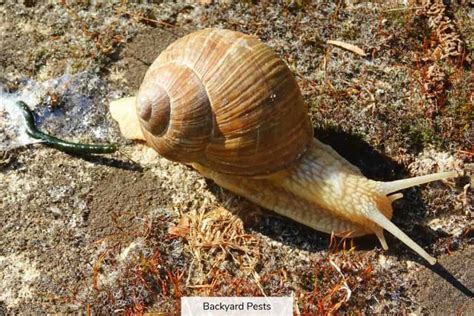 How Snails Poop: A Story Of Flipped Shells And Breathing Holes ...