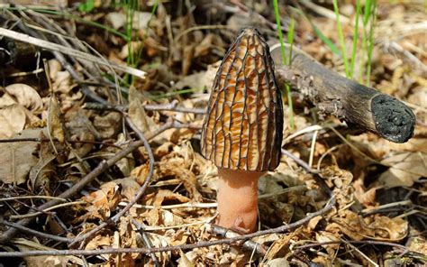 7 Tips For Mushroom Foraging