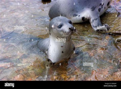 Fur Seals Natural Habitat High Resolution Stock Photography and Images ...