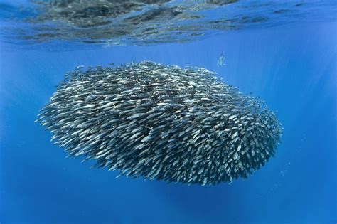 Dolphin hunting mackerel Photograph by Science Photo Library