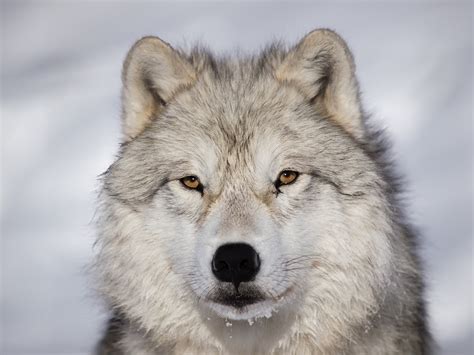 Arctic Wolf - Facts and Beyond | Biology Dictionary