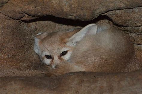 Where does the fennec fox live? (Fennec fox habitat) - Cloud ...