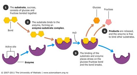 Action of sucrase on sucrose — Science Learning Hub