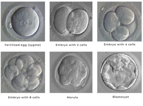 Understanding IVF Embryo Grading Systems | ARC® Fertility