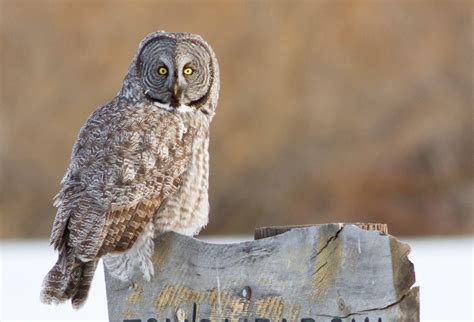 Idaho Birds-Great Gray Owl