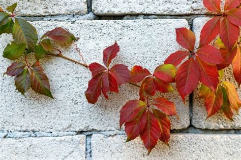 How to Grow and Care for Virginia Creeper Vine (Parthenocissus ...