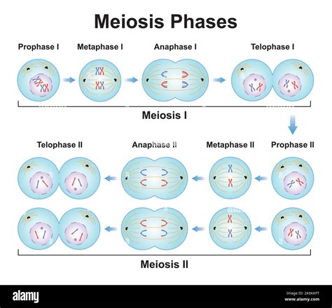 Mitosis And Meiosis Stages