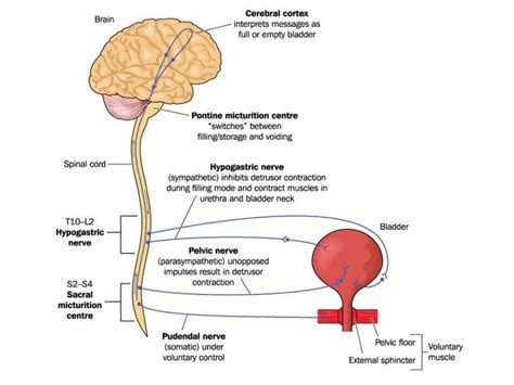 Neuropathic Bladder Melbourne | North Eastern Urology