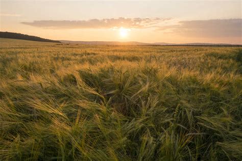 Field of tall grass at sunset stock photo