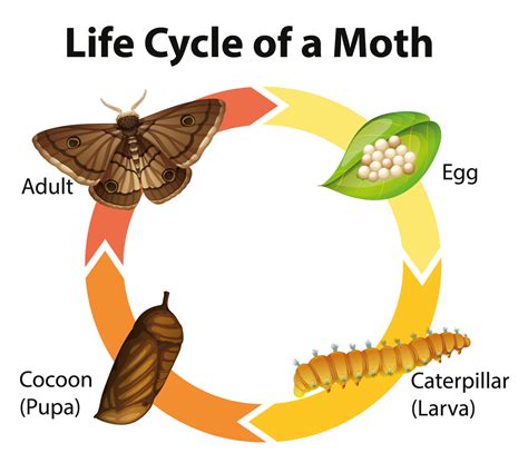 Case-bearing Clothes Moths - What You Need to Know.