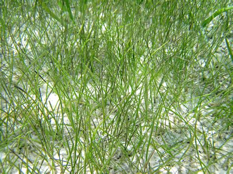 Seagrasses – Naturally Resilient Communities