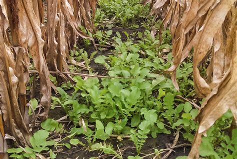 How Do Radishes Work As a Cover Crop? - Potato Country