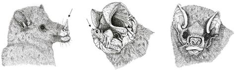 Distinct nasal types of different bat taxa: a) nose leaf characteristic ...