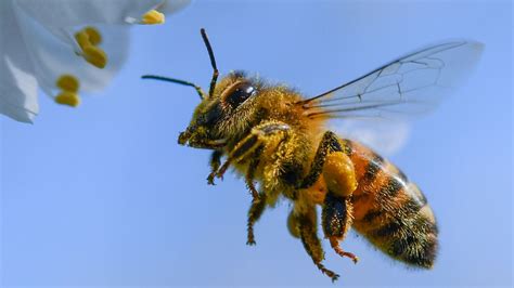 Superbiene oder Umweltrisiko? US-Forscher wollen Insekten mit ...