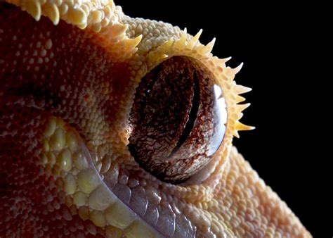 Crested Gecko Eye | Crested gecko, Gecko, Big iguana