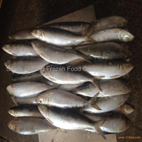 fish sardinella longiceps oil sardine for sale wholesale,China ...