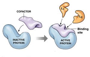 Difference between Cofactor and Coenzyme | Cofactor vs Coenzyme