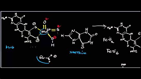 Biochemistry | Purine Catabolism [Conversion of Hypoxanthine to Uric ...