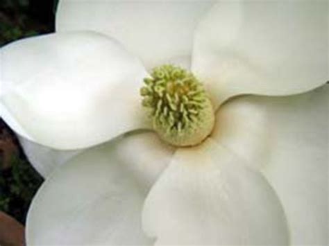 Magnolia Perfume Oil Fragrance Scent Roll on Perfume Vegan - Etsy