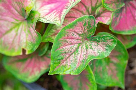 Learn How to Grow Caladium as a Houseplant (2022)