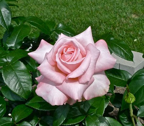 Rose "New Zealand" | Roses pinterest, Rose, Paradise garden