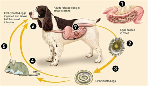 Roundworms In Puppies And Dogs | atelier-yuwa.ciao.jp