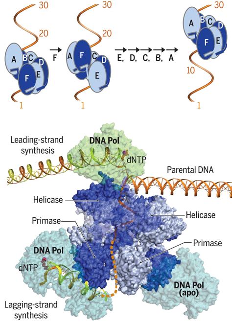 Structures and operating principles of the replisome | Science