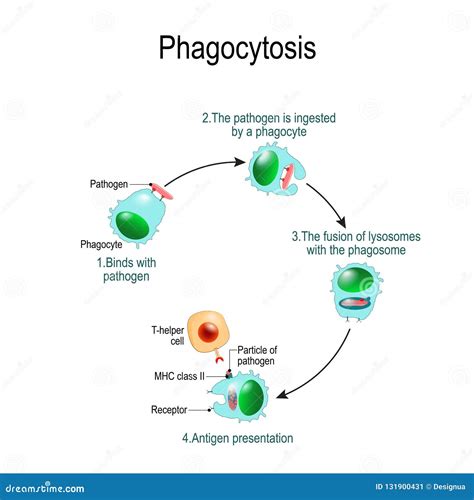 Diagram Of The Immune System - Wiring Site Resource