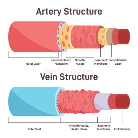 Artery Vs Vein Structure Anatomical Differences Of Blood Vessels Stock ...