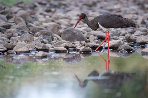 BLACK STORK – STORKS IN MOTION