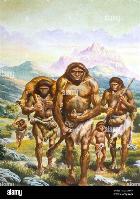 Homo erectus. Illustration of a tribe of Homo erectus returning from a ...