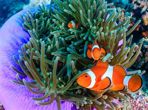 All About Clownfish | Monterey Boats