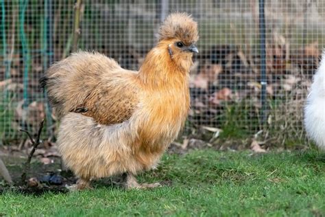 15 Most Popular Chicken Colors | Chickens And More