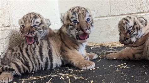 Minnesota Zoo welcomes 3 Amur tiger cubs - KSTP.com 5 Eyewitness News